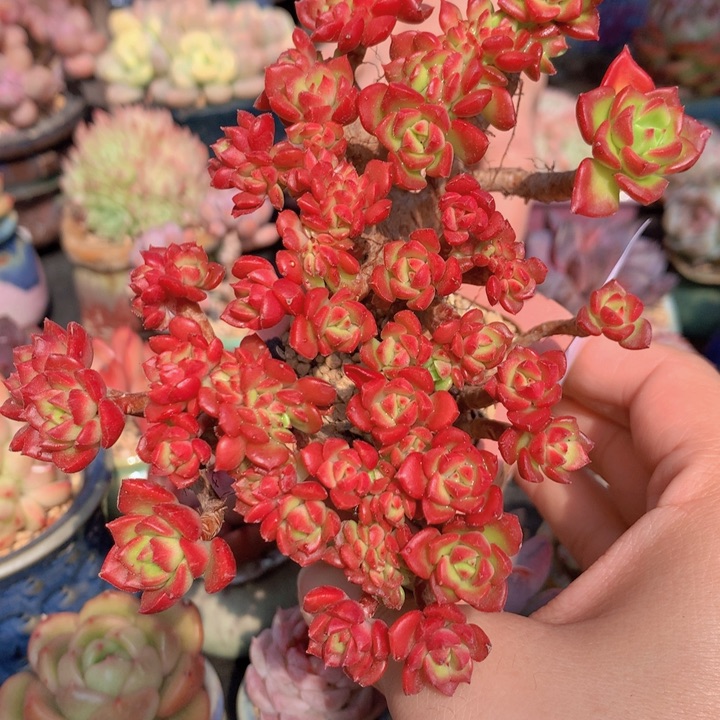 一物一拍含盆土满38包邮C730