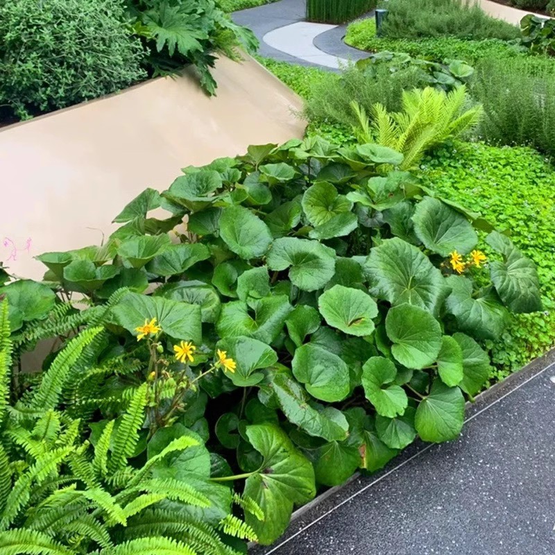 花镜耐阴植物 大叶吴风草盆栽 林下耐阴耐寒多年生花卉