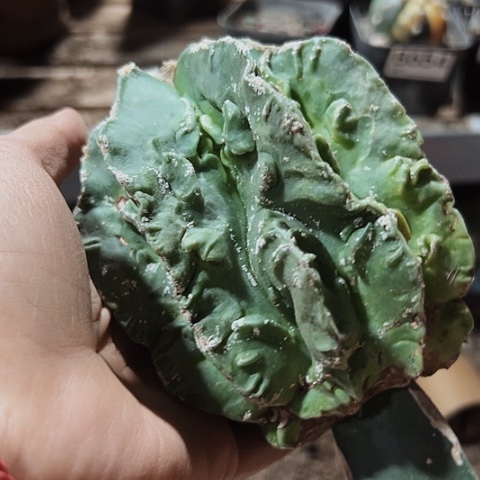 830仙人球嫁接的鸾凤玉