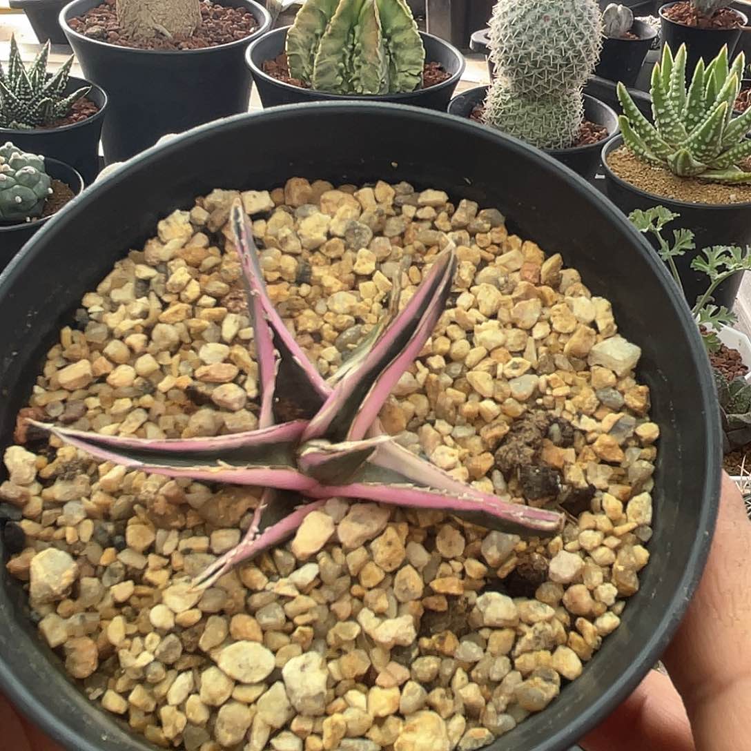 实生丸叶彩虹冰山 福利多肉