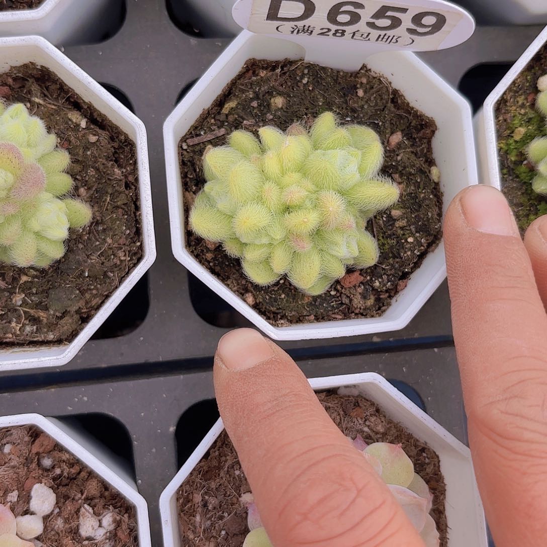 D659信东尼一物一拍