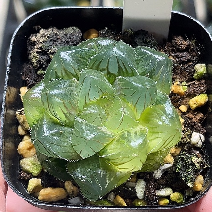 111大窗冰魄玉露锦