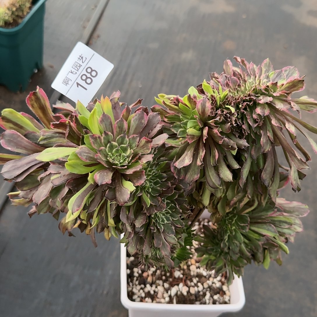 随*188多肉 粉黛萤火缀