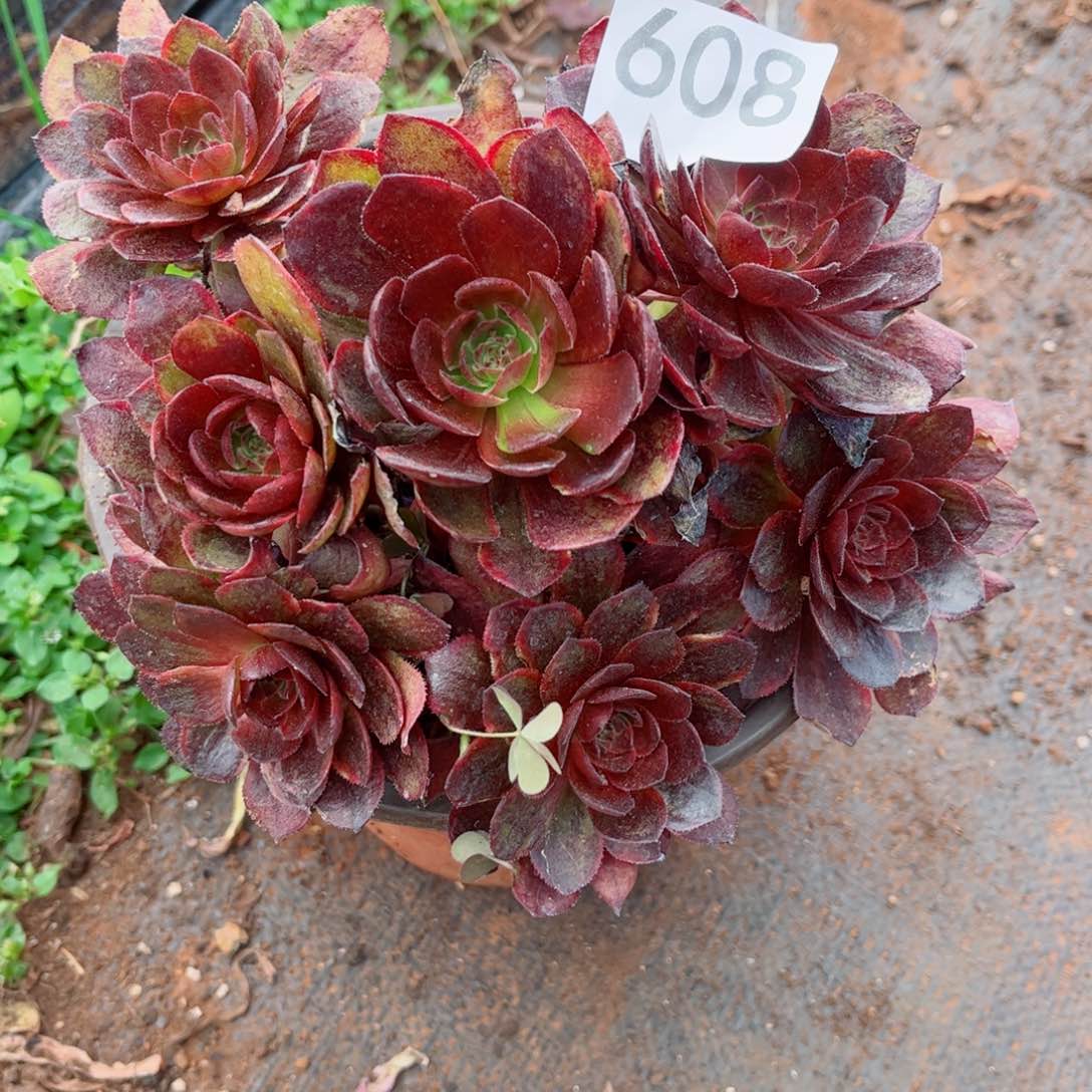 多肉植物608花花公子
