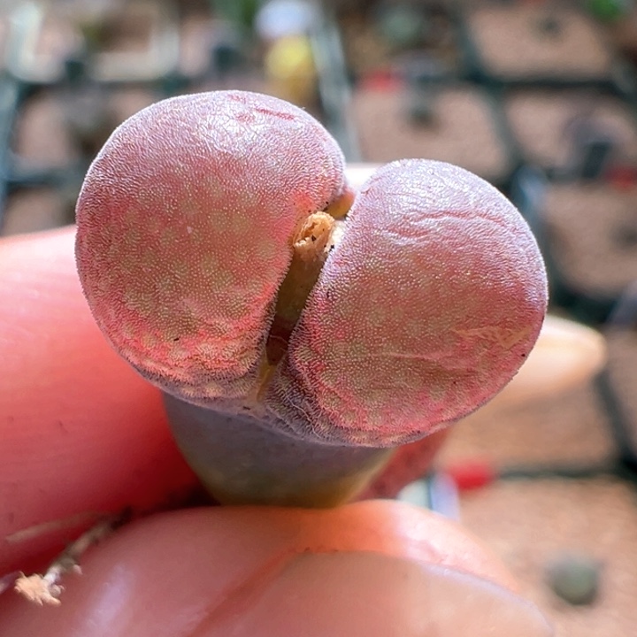 A948.  开播福利。 美风铃。   