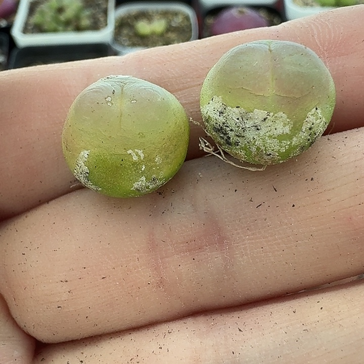 老马生石花拉登1844