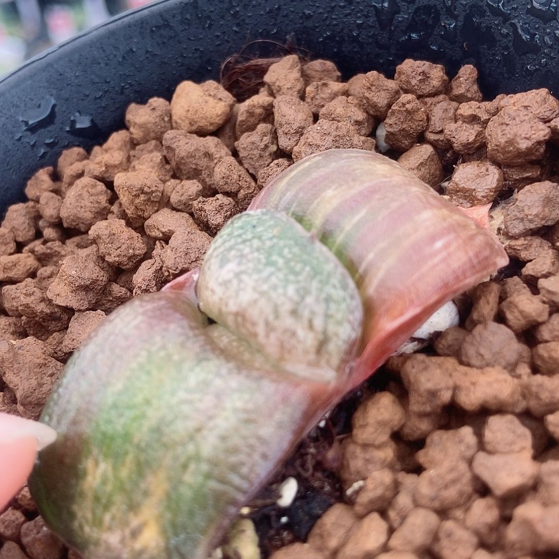 733卧牛实生锦带盆发货