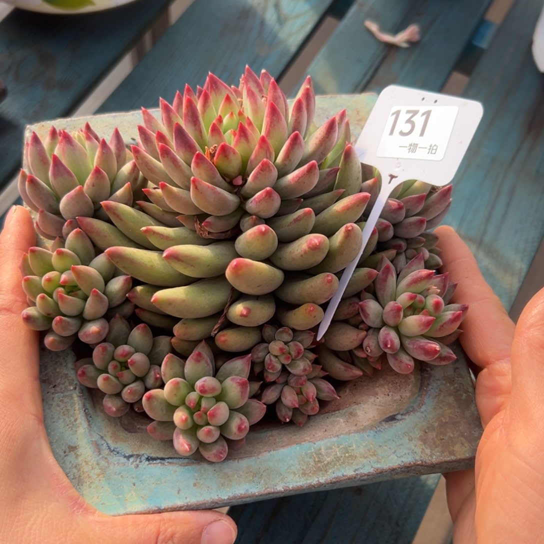 诺***诺131、很喜欢吃不错v女女