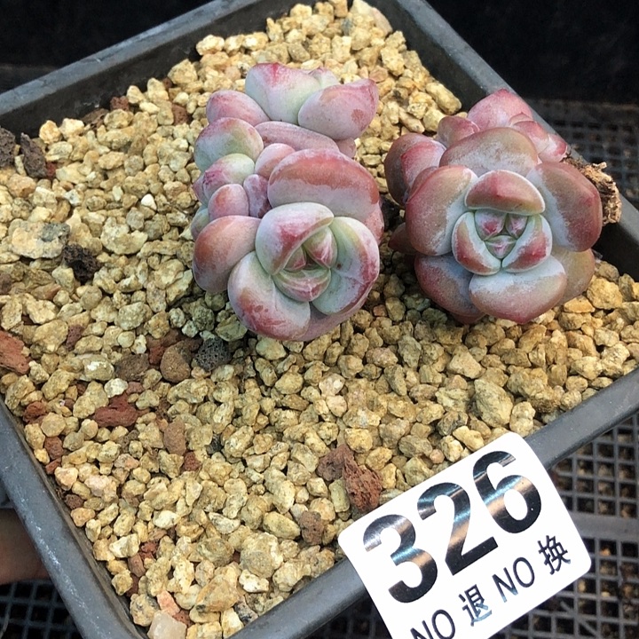 星影石榴籽福利出咯 326