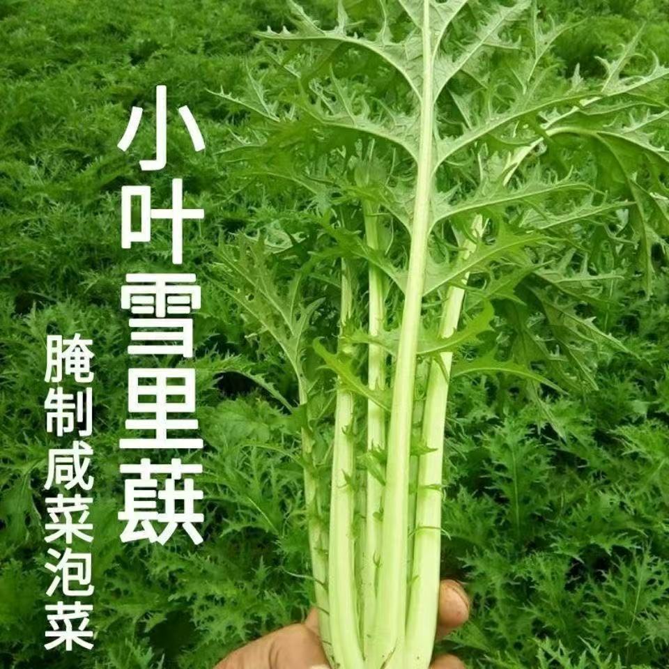 【雪里红种子】雪里蕻菜籽儿南北方咸菜梅干菜种可盆栽蔬菜种子