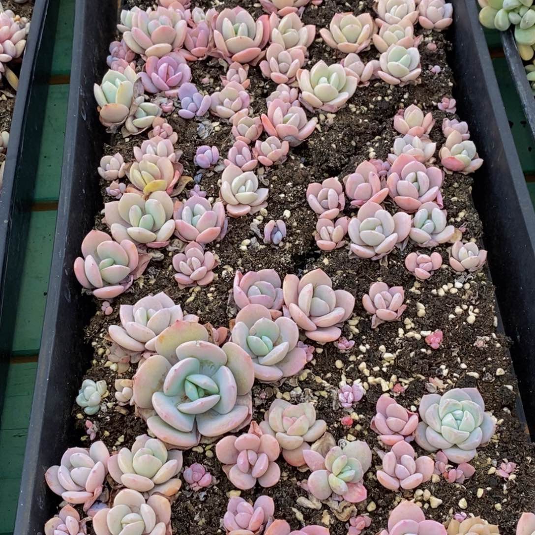 595多肉植物保护研究所所长