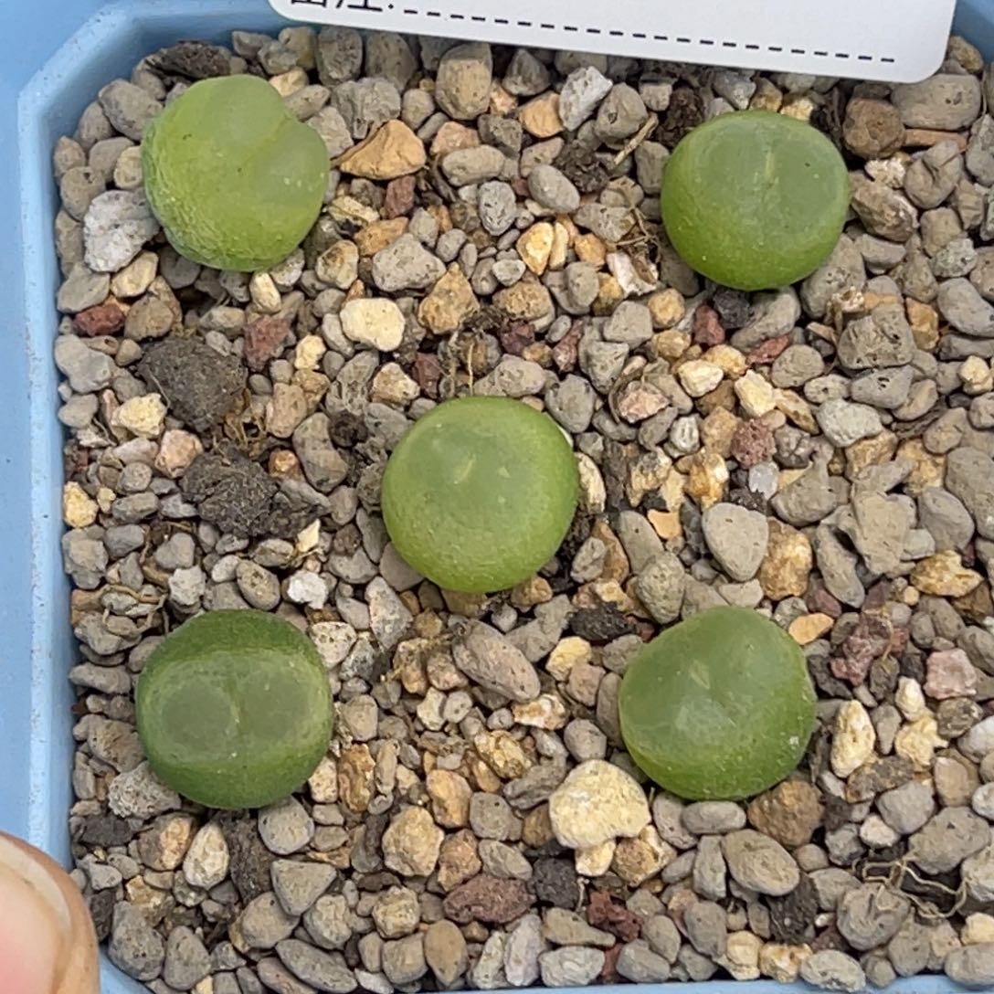 2482拉登5颗尺寸1.1