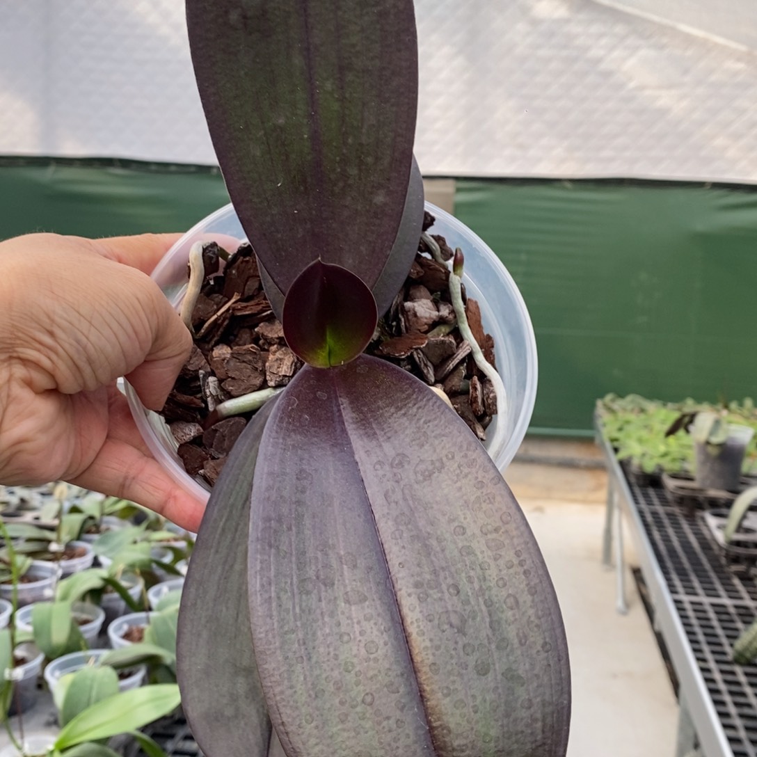 当前无花栽培后可以开花台湾美琪红宝石大杯花剑苗