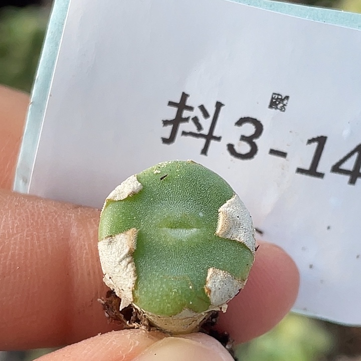 3-14毛钮扣多肉植物