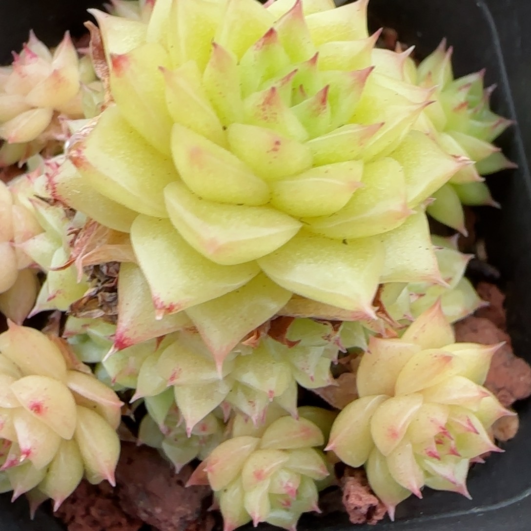 花语逸镜0208-14散