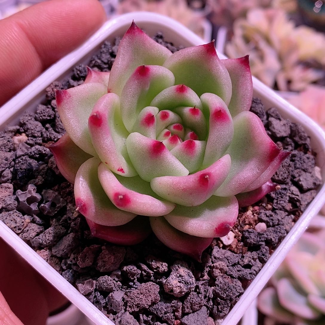 超级蓝龙。。。。。。。。。