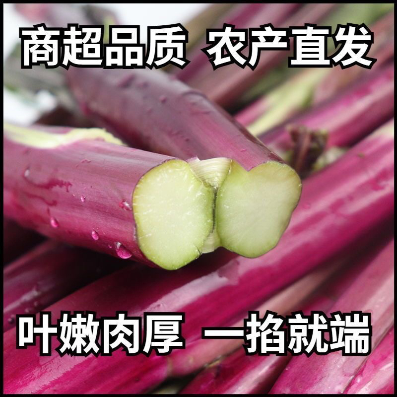 贵州霜打红菜苔露天种植现摘新鲜红菜苔当季蔬菜清甜脆嫩