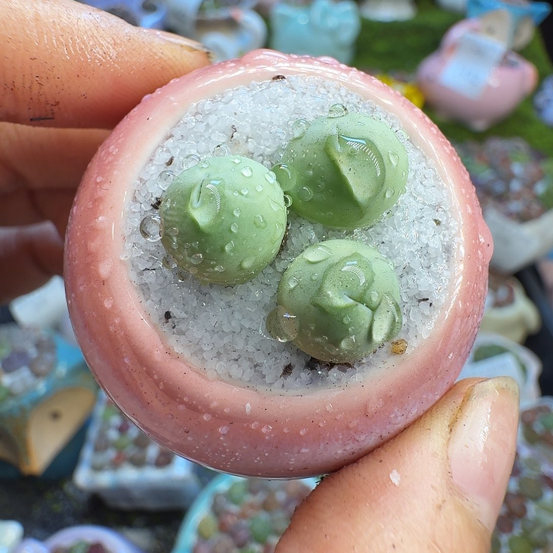 多肉植物开播福利冲1469