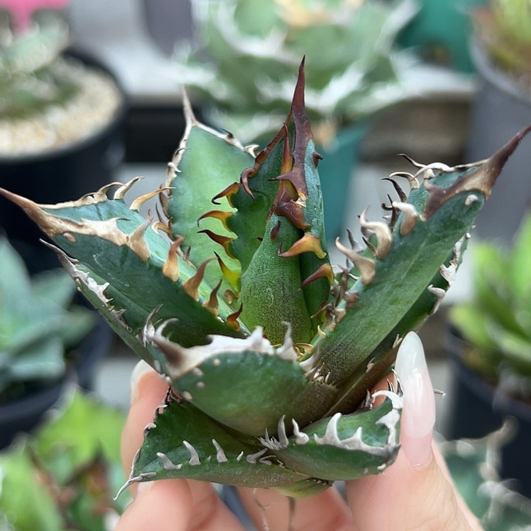 红猫芽一物一拍偏远不包邮不退不换