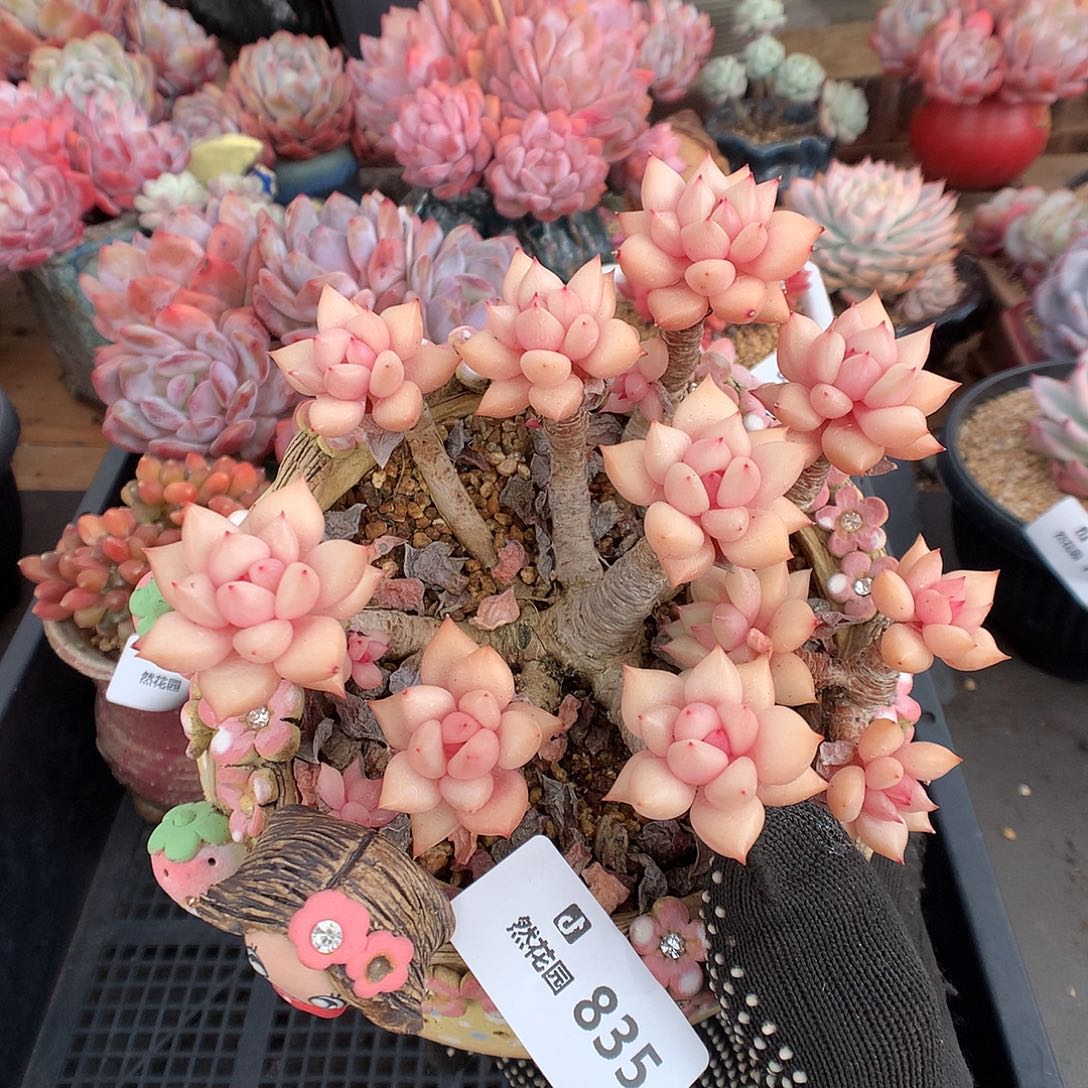 暖***暖835象牙多肉植物66666