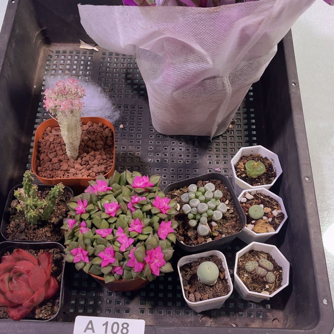 多肉108多肉植物，