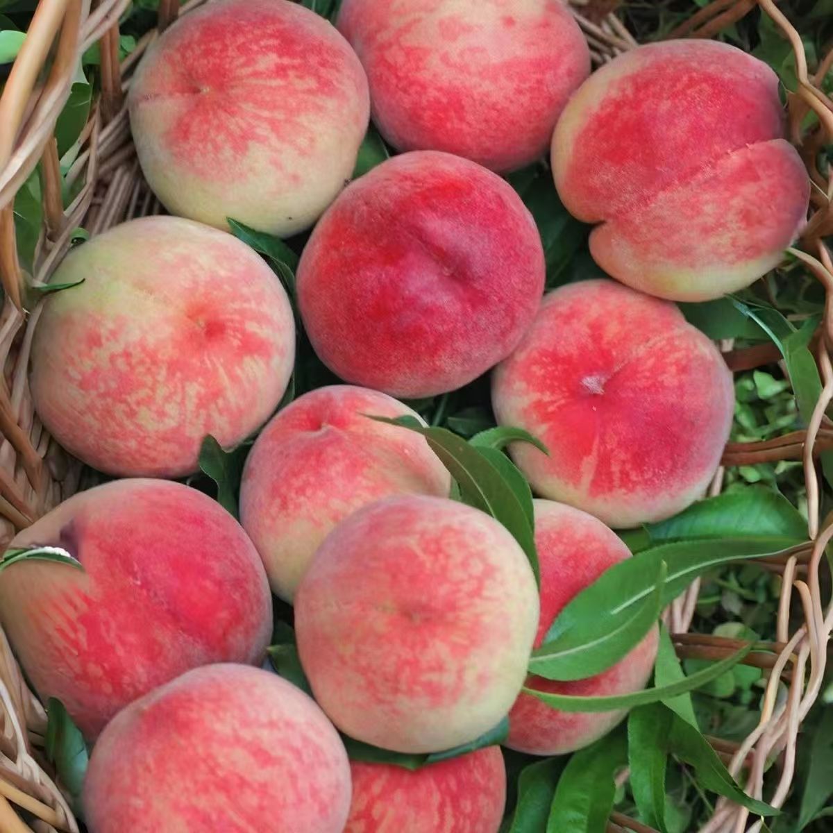 山东露天头茬水蜜桃新鲜采摘脆软两吃应季水果