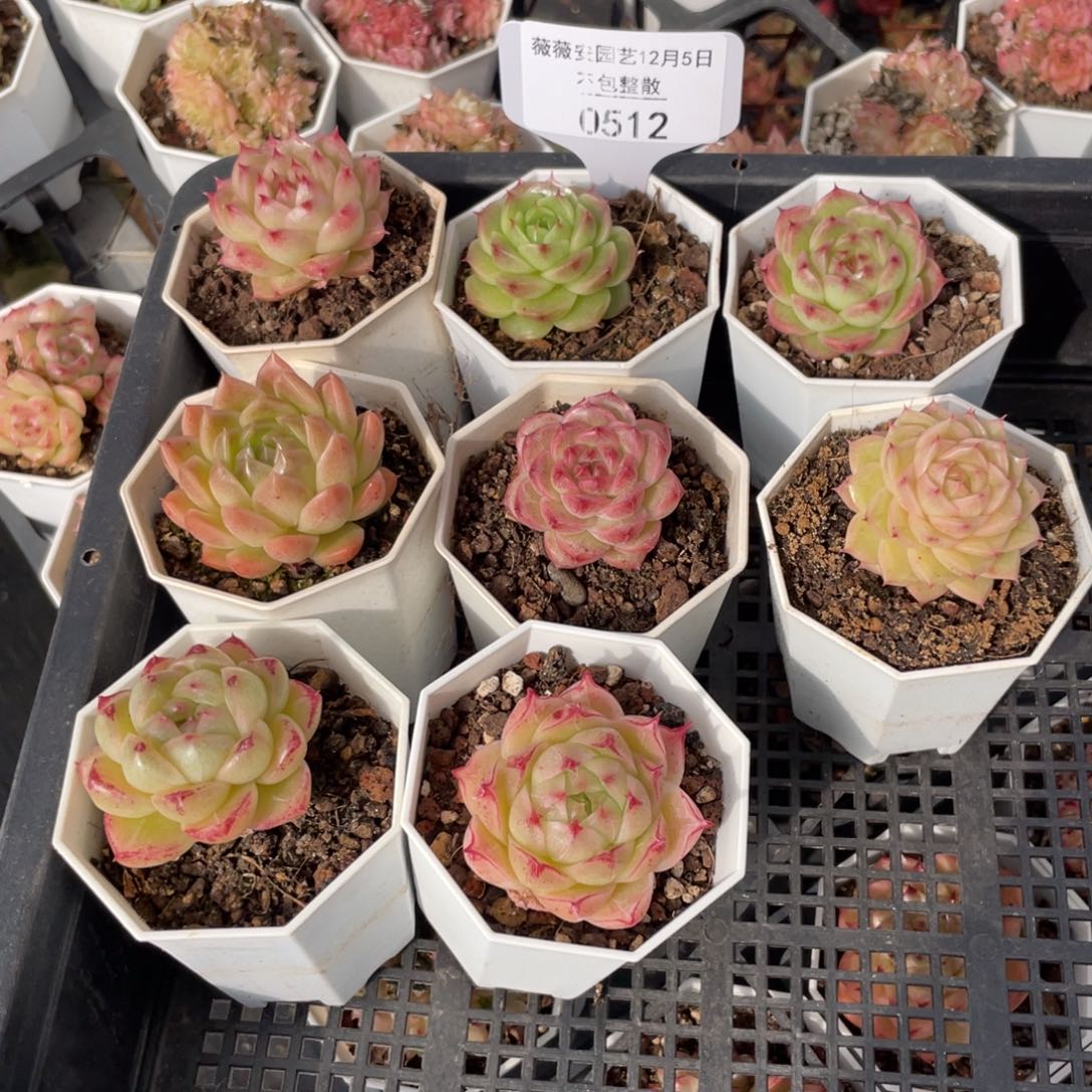 不包整散 盆子不售后0512