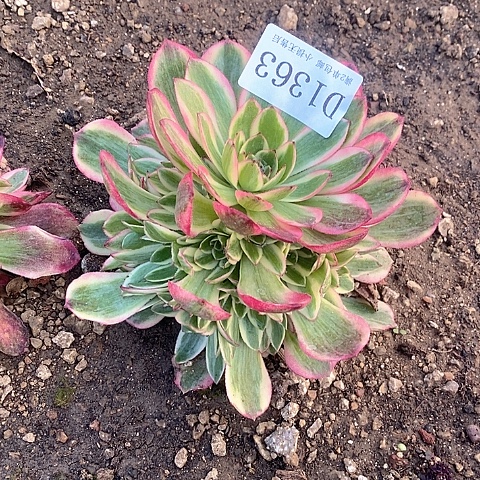 1363云荷多肉法师