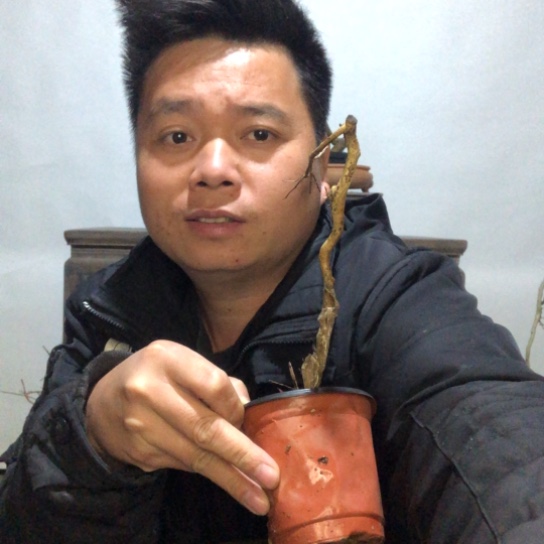 无花朵盆景盆栽（不退不换不包成活率）