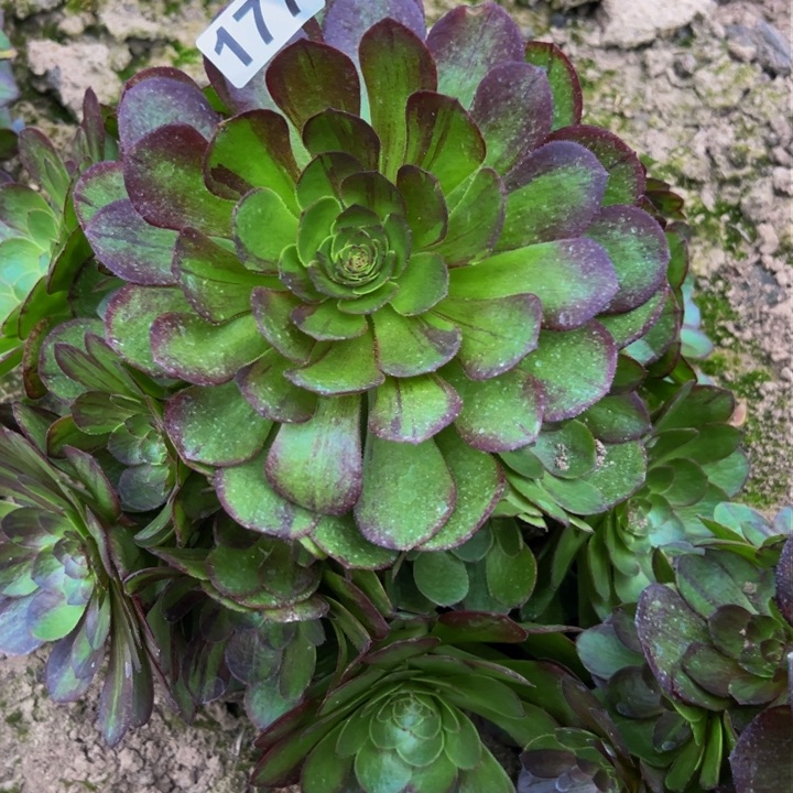 177花月夜多肉植物