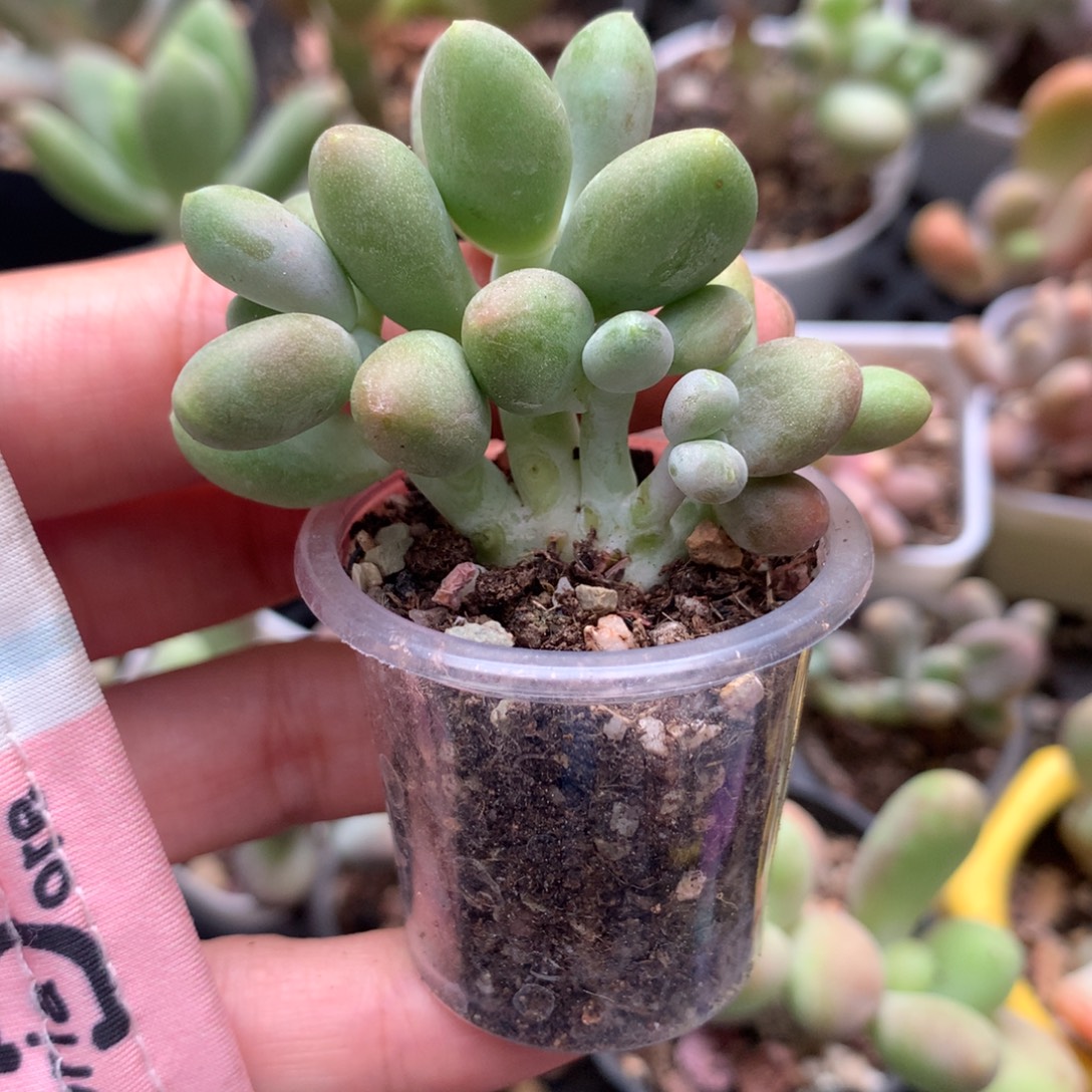 芒果奶酪多肉群生芒果奶
