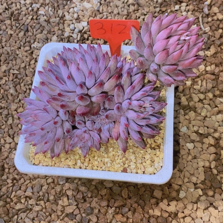 是因为她没有勇气跟我们