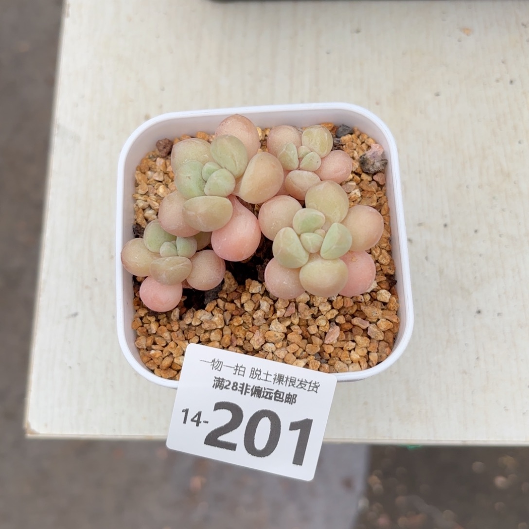 萤火虫奶老桩多肉多肉多