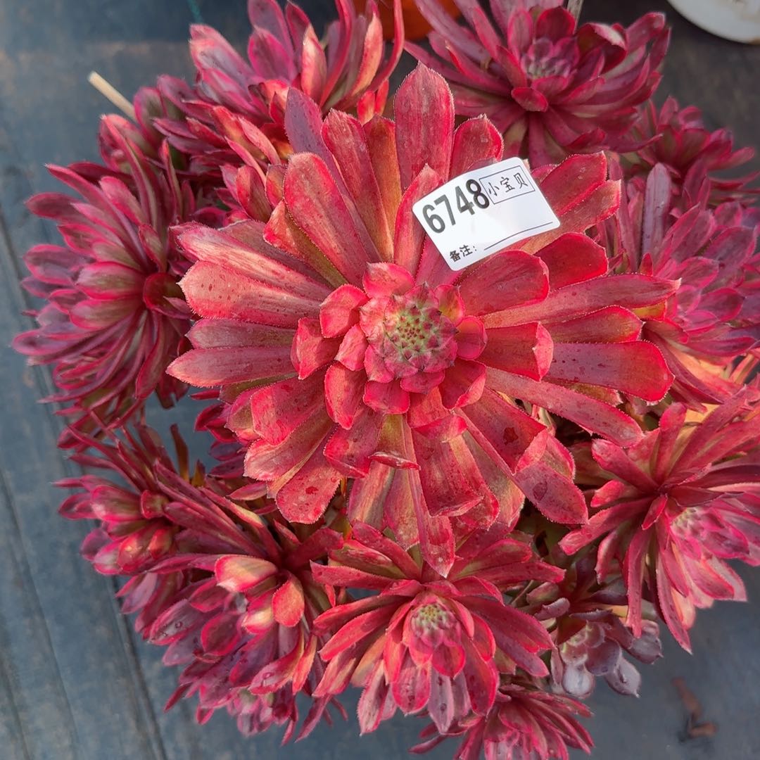 6748紫霞多肉多肉