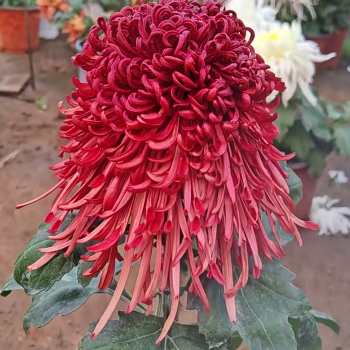 【福爱万家】稀有大花型九月大菊花品种盆栽好养活 原盆原土包对版