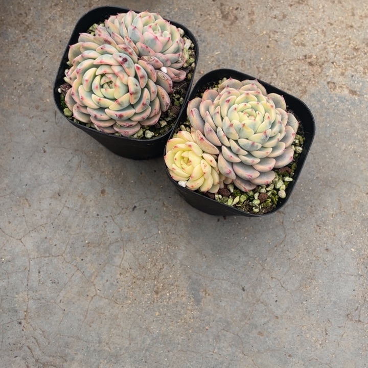 ?****?盎司诺锦25一盆8888888