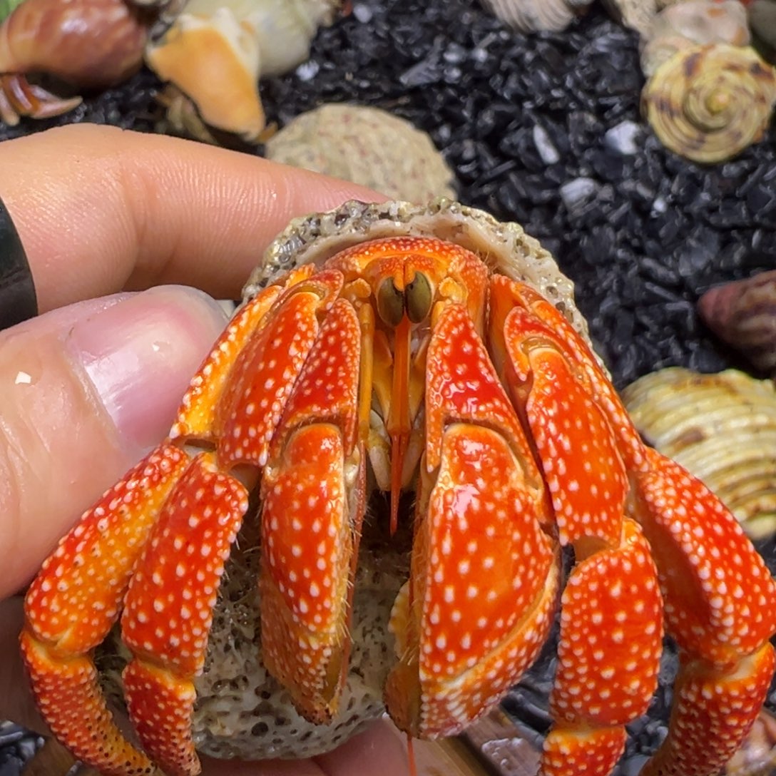 陆生寄居蟹12号拍品