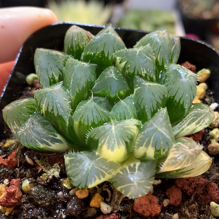 夏沫玉露锦带盆土