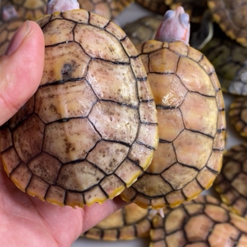 绿毛龟母果冻两个