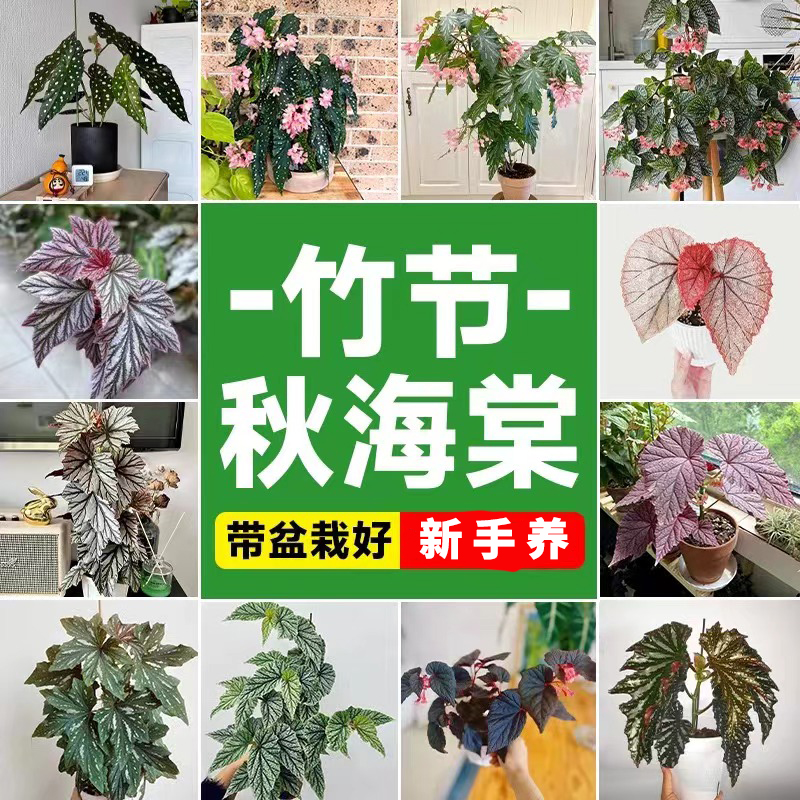 秋海棠热植稀有品种蟆叶珠子秋海棠巧克力抹茶巧克力白露一物一拍