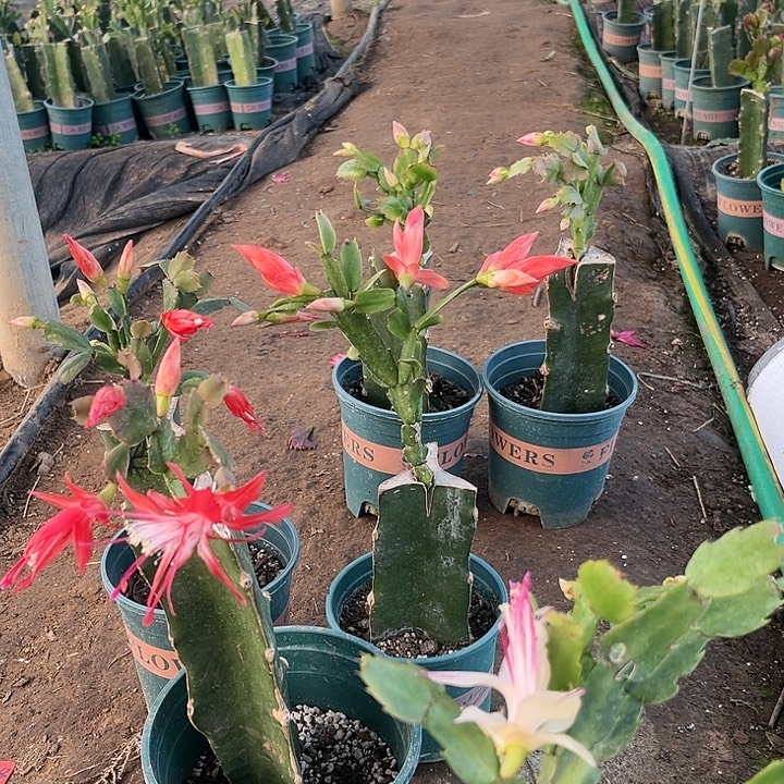 家***。67号索菲亚，00000000