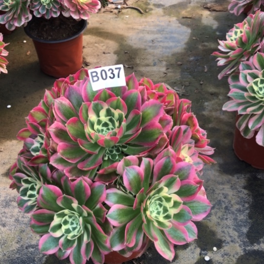 法师多肉植物法师037