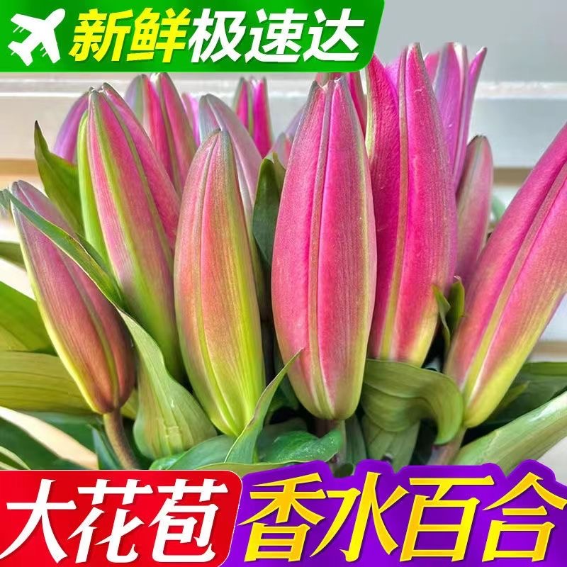 【红色香水百合】年宵花水养插花 【楚楚】排单发货，不保证年前到货