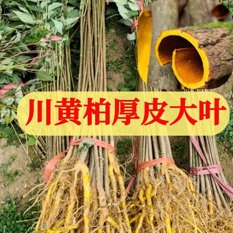 四川产地厚皮川黄柏树苗可剥皮造林南北方种植鲜活保湿发货