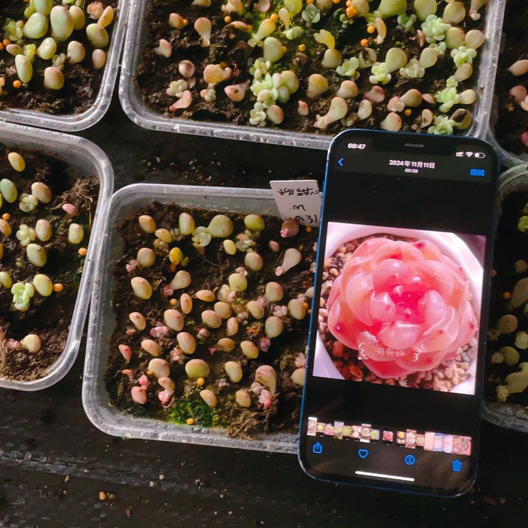 粉甜心芝麻苗一个满25包邮