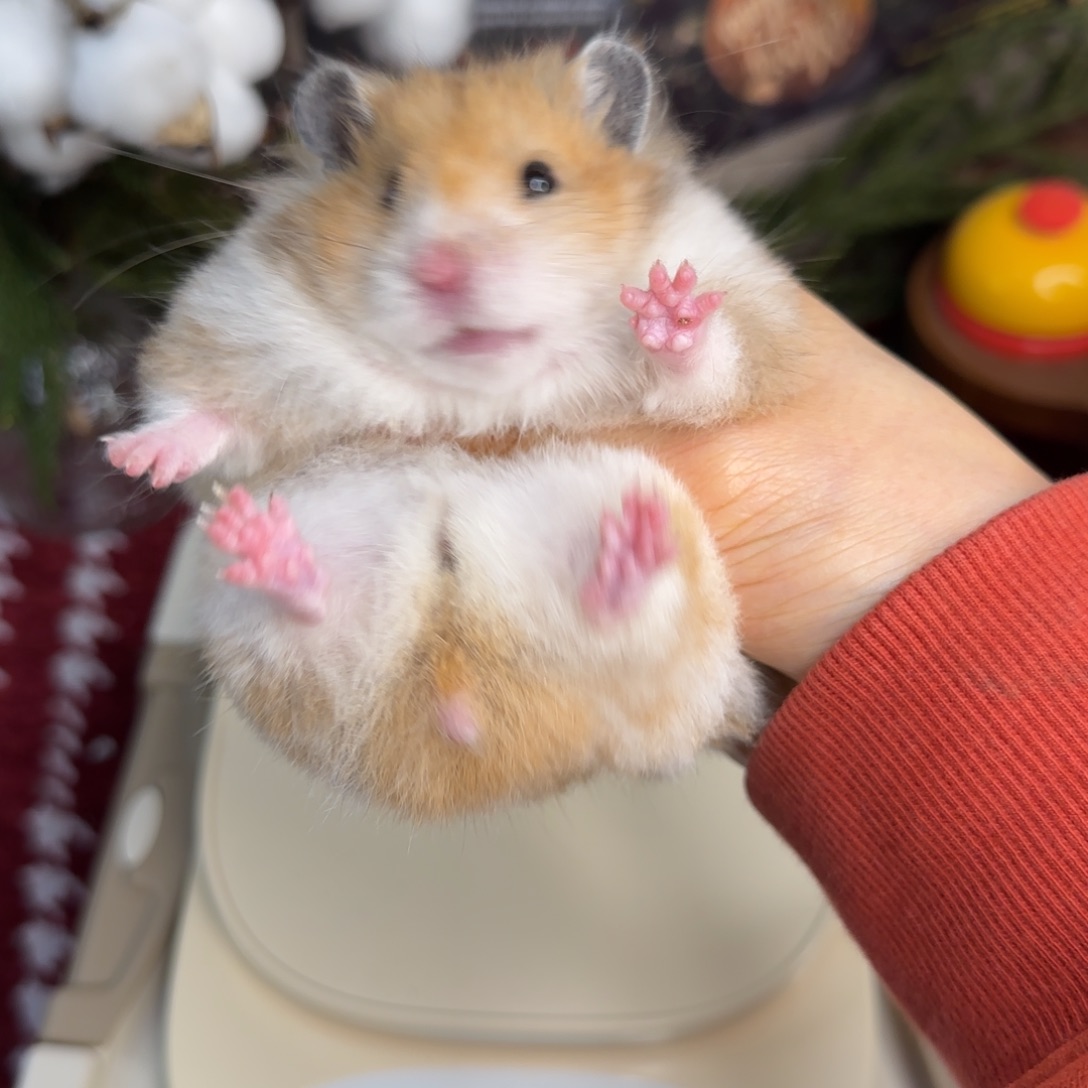 火波妹妹6个月161g