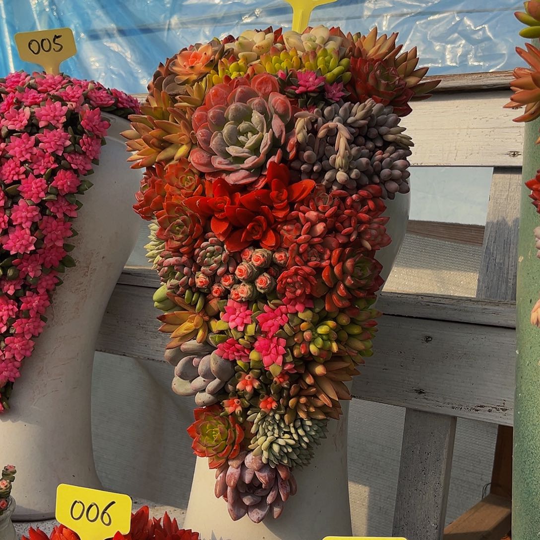 繁华多肉植物盆栽