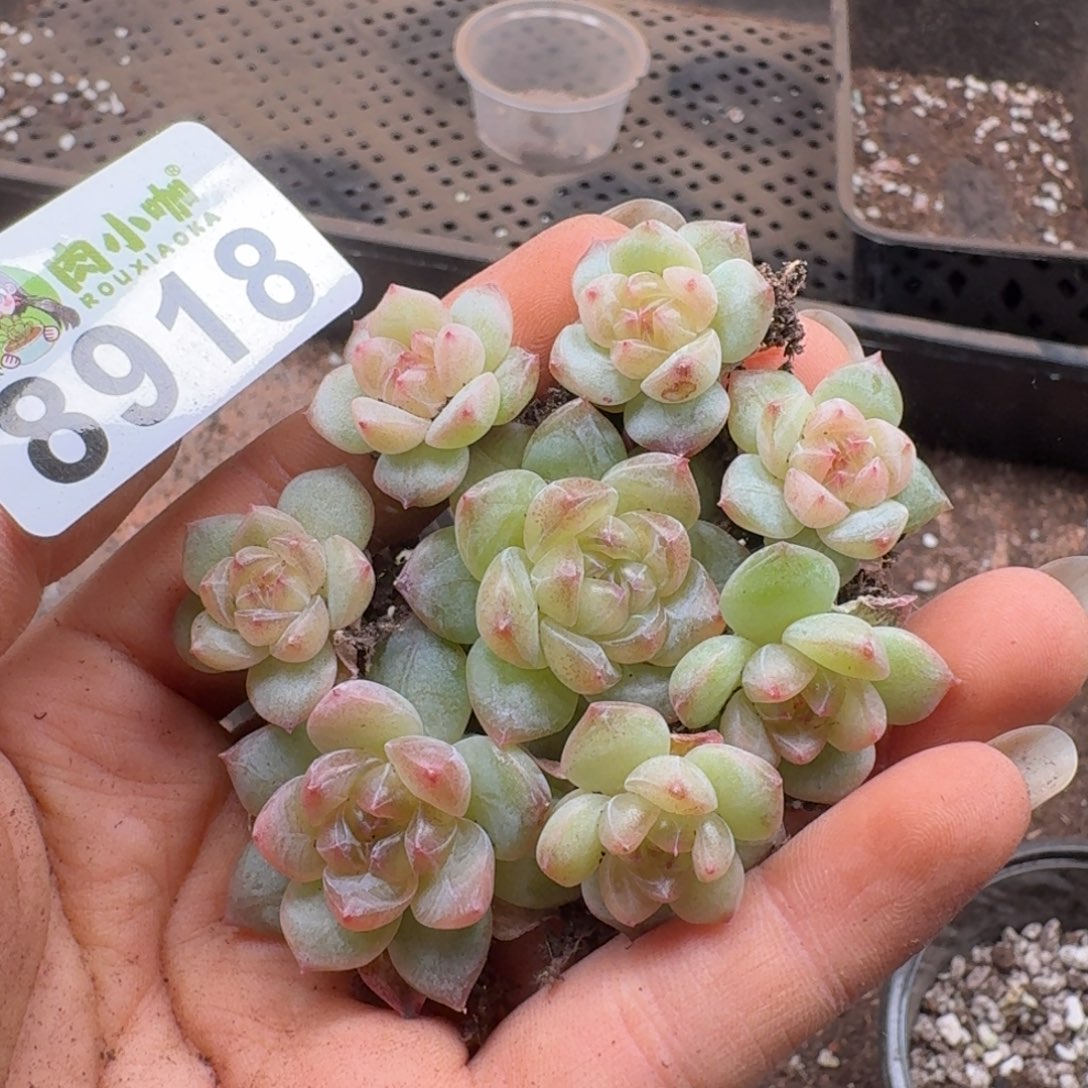 多肉植物多肉植物