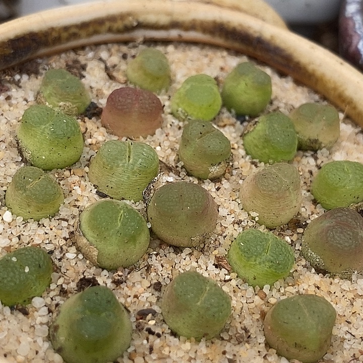 雪茄一颗    发货带老皮