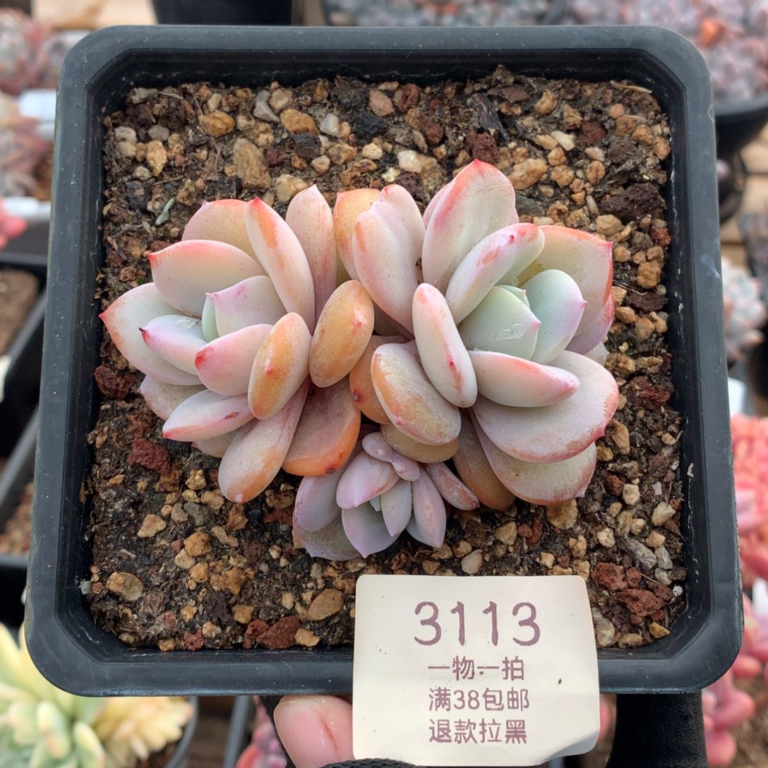 9厘米三头奶茶多肉3113